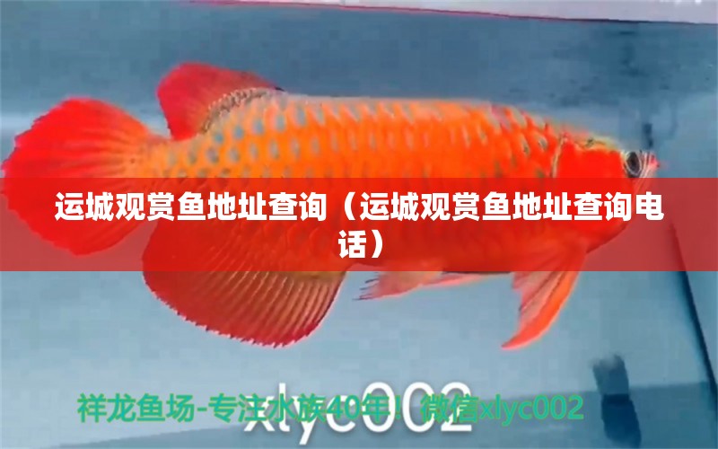 運(yùn)城觀賞魚地址查詢（運(yùn)城觀賞魚地址查詢電話）