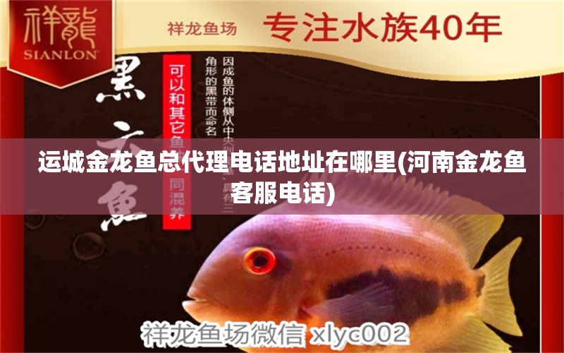 運(yùn)城金龍魚總代理電話地址在哪里(河南金龍魚客服電話) 慈雕魚