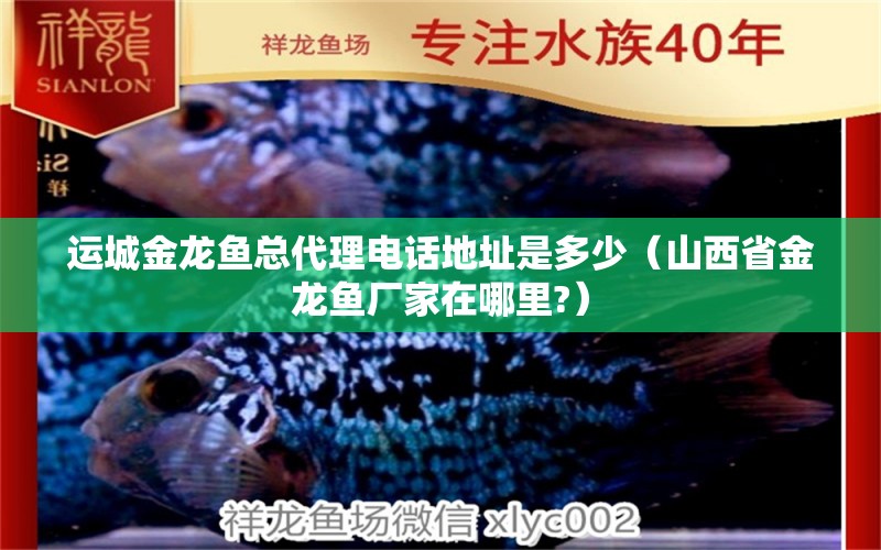 運城金龍魚總代理電話地址是多少（山西省金龍魚廠家在哪里?）