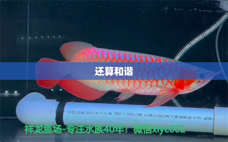 還算和諧 羽毛刀魚苗 第2張