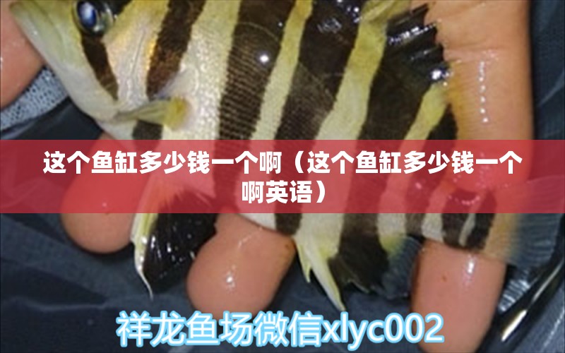 這個(gè)魚(yú)缸多少錢(qián)一個(gè)?。ㄟ@個(gè)魚(yú)缸多少錢(qián)一個(gè)啊英語(yǔ)） 大日玉鯖魚(yú)