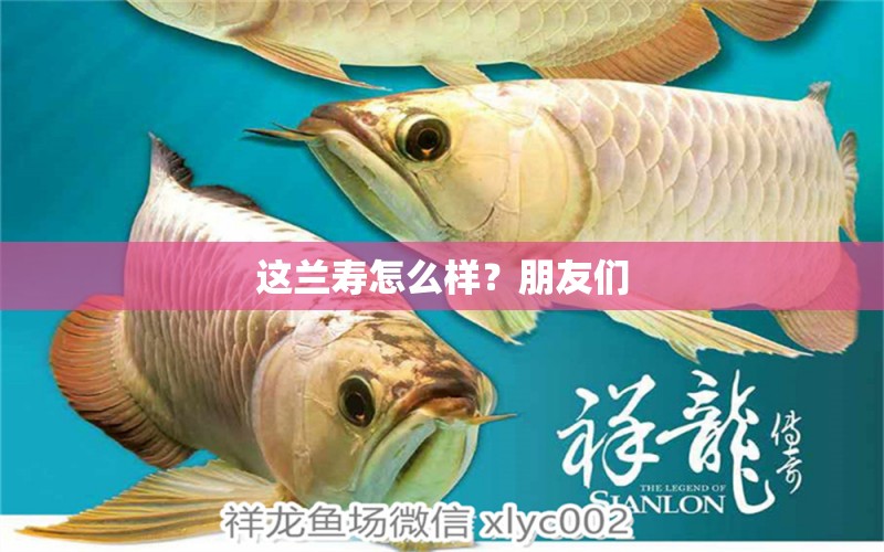 這蘭壽怎么樣？朋友們 白子黃化銀龍魚