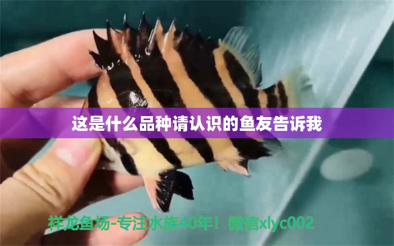 這是什么品種請(qǐng)認(rèn)識(shí)的魚友告訴我 觀賞魚市場(chǎng)