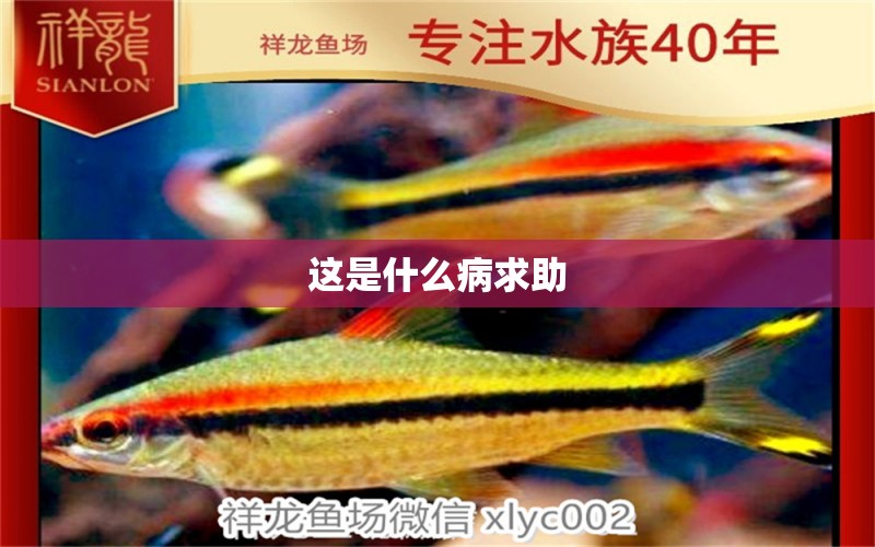 這是什么病求助 龍魚疾病與治療