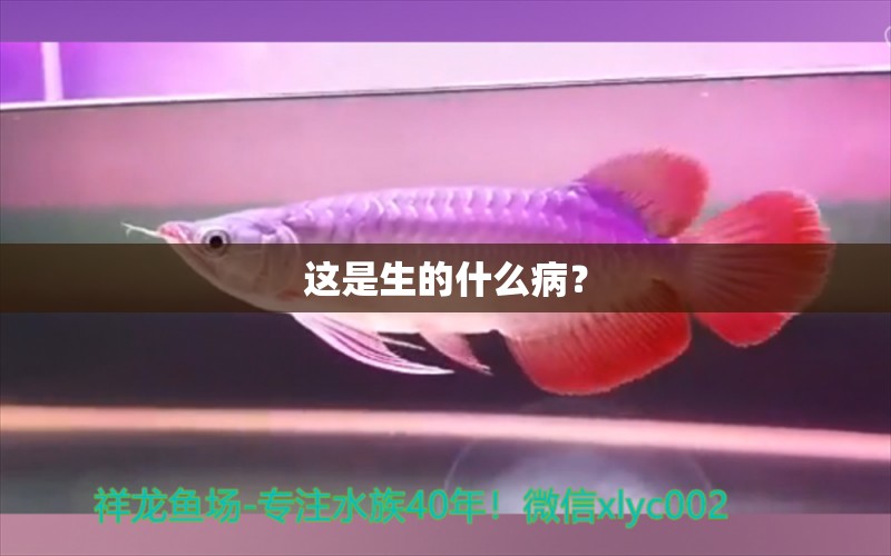 這是生的什么??？