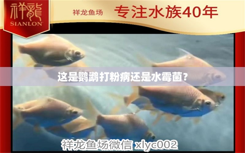 這是鸚鵡打粉病還是水霉菌？ 鸚鵡魚(yú)