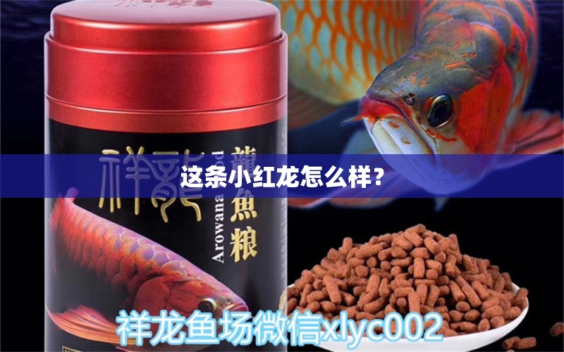 這條小紅龍怎么樣？ 觀賞魚論壇 第3張