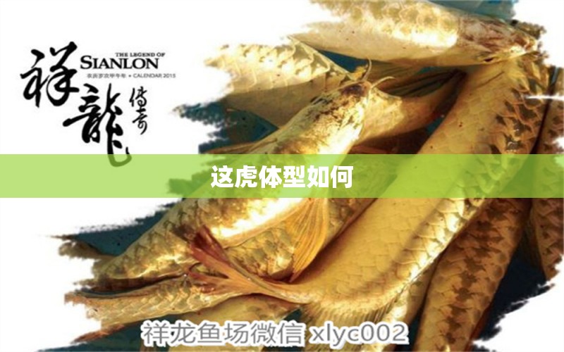 這虎體型如何 觀賞魚(yú)論壇 第2張