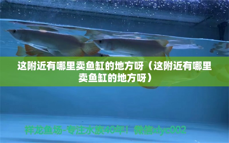 這附近有哪里賣魚缸的地方呀（這附近有哪里賣魚缸的地方呀） 廣州觀賞魚批發(fā)市場