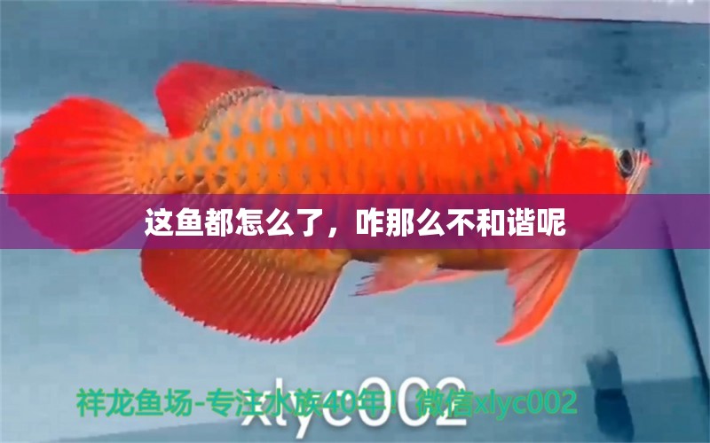 這魚都怎么了，咋那么不和諧呢 觀賞魚論壇 第2張