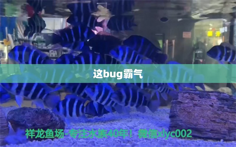 這bug霸氣