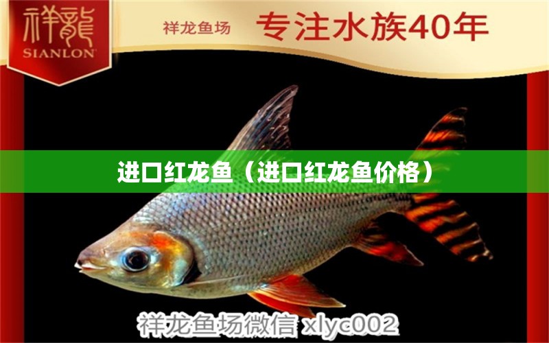 進(jìn)口紅龍魚（進(jìn)口紅龍魚價(jià)格）