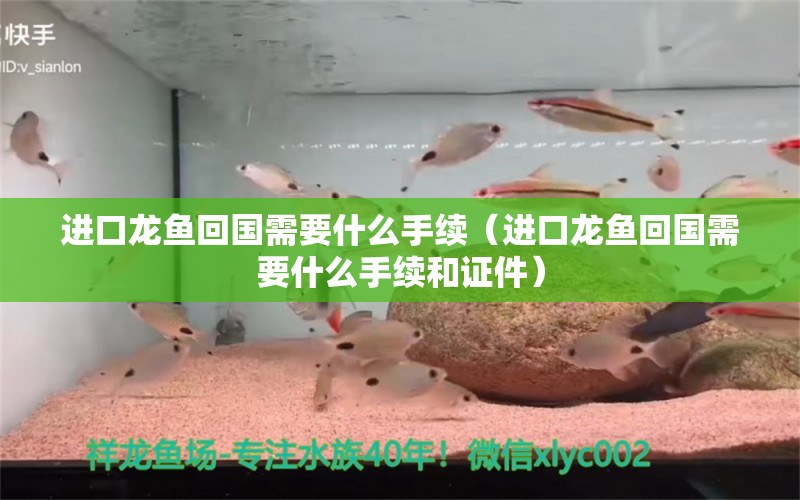 進(jìn)口龍魚回國需要什么手續(xù)（進(jìn)口龍魚回國需要什么手續(xù)和證件） 觀賞魚水族批發(fā)市場