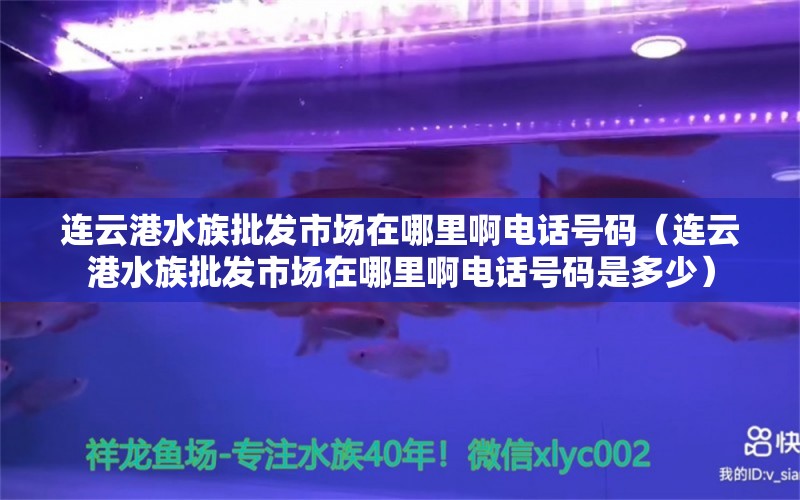 連云港水族批發(fā)市場在哪里啊電話號碼（連云港水族批發(fā)市場在哪里啊電話號碼是多少）