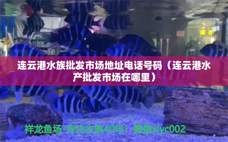 連云港水族批發(fā)市場地址電話號碼（連云港水產(chǎn)批發(fā)市場在哪里）