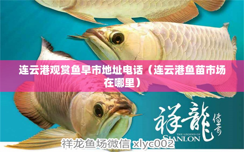 連云港觀(guān)賞魚(yú)早市地址電話(huà)（連云港魚(yú)苗市場(chǎng)在哪里）