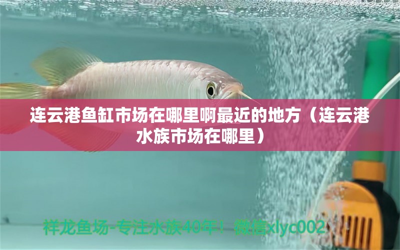 連云港魚缸市場在哪里啊最近的地方（連云港水族市場在哪里）