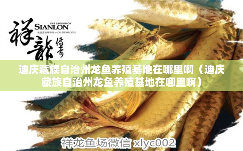 迪慶藏族自治州龍魚養(yǎng)殖基地在哪里?。ǖ蠎c藏族自治州龍魚養(yǎng)殖基地在哪里?。?觀賞魚市場（混養(yǎng)魚）