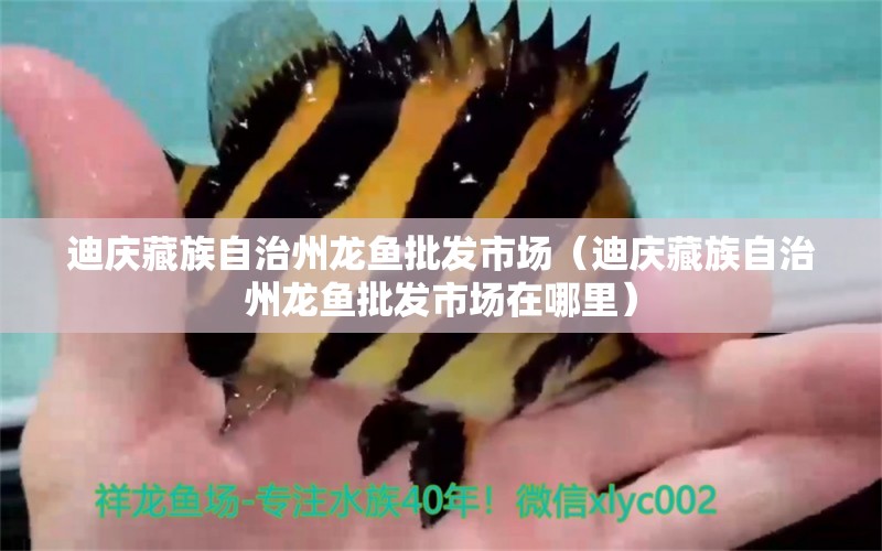 迪慶藏族自治州龍魚批發(fā)市場(chǎng)（迪慶藏族自治州龍魚批發(fā)市場(chǎng)在哪里）