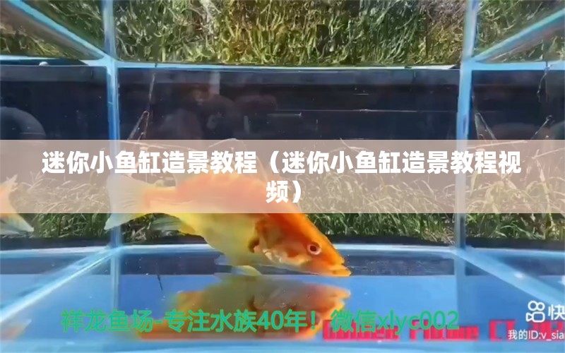 迷你小魚缸造景教程（迷你小魚缸造景教程視頻）