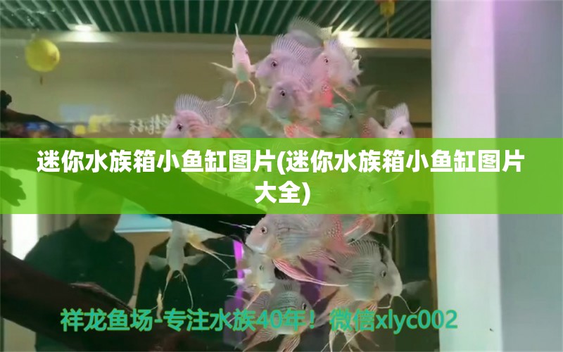 迷你水族箱小魚缸圖片(迷你水族箱小魚缸圖片大全) 魚缸/水族箱