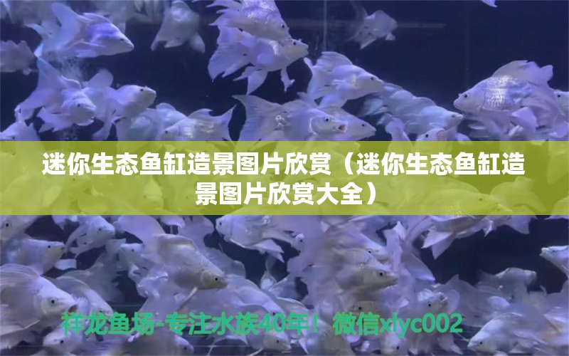 迷你生態(tài)魚缸造景圖片欣賞（迷你生態(tài)魚缸造景圖片欣賞大全）