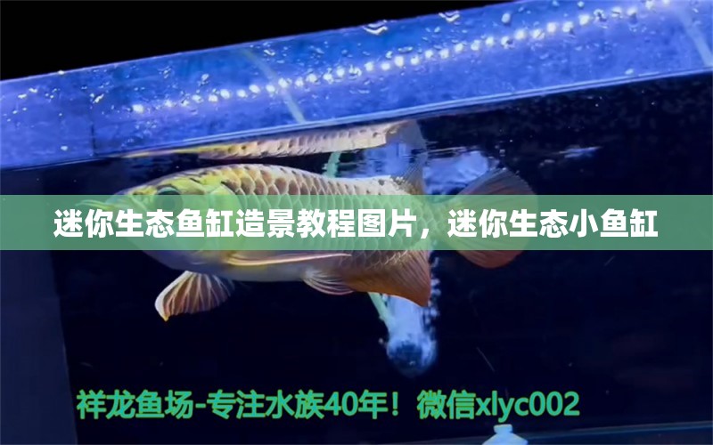 迷你生態(tài)魚缸造景教程圖片，迷你生態(tài)小魚缸