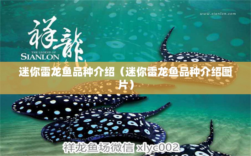 迷你雷龍魚品種介紹（迷你雷龍魚品種介紹圖片） 龍魚疾病與治療