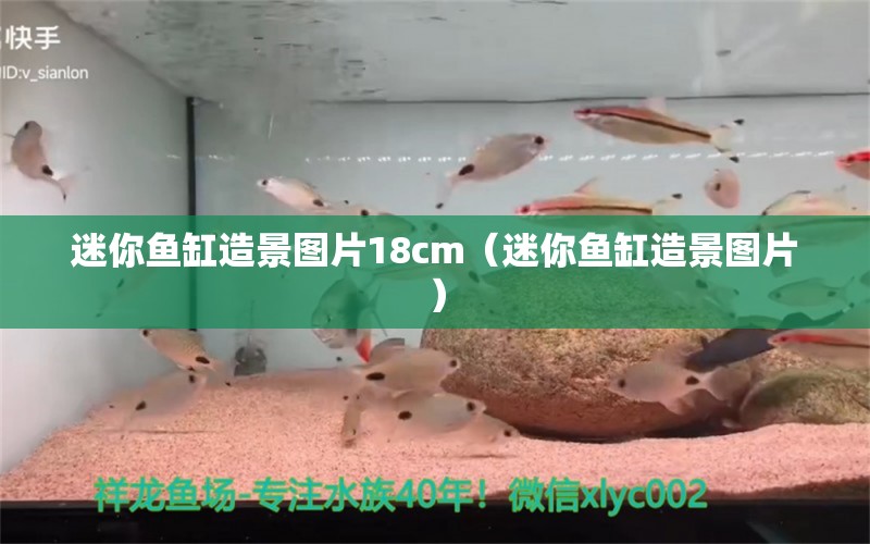 迷你魚缸造景圖片18cm（迷你魚缸造景圖片）