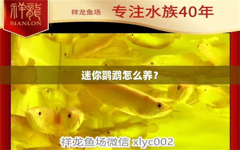 迷你鸚鵡怎么養(yǎng)？