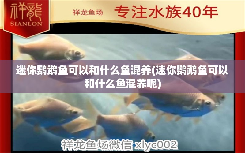 迷你鸚鵡魚可以和什么魚混養(yǎng)(迷你鸚鵡魚可以和什么魚混養(yǎng)呢) 鸚鵡魚 第1張