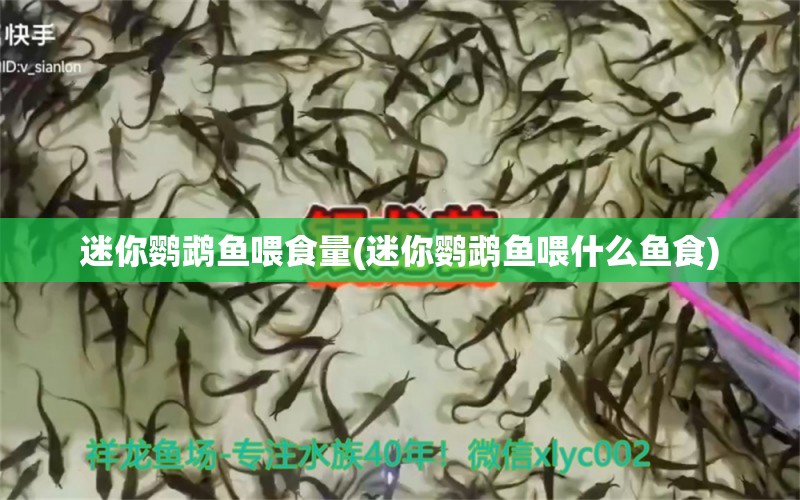 迷你鸚鵡魚喂食量(迷你鸚鵡魚喂什么魚食) 鸚鵡魚