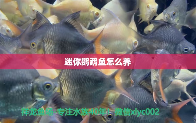 迷你鸚鵡魚怎么養(yǎng) 白玉紅龍魚 第3張