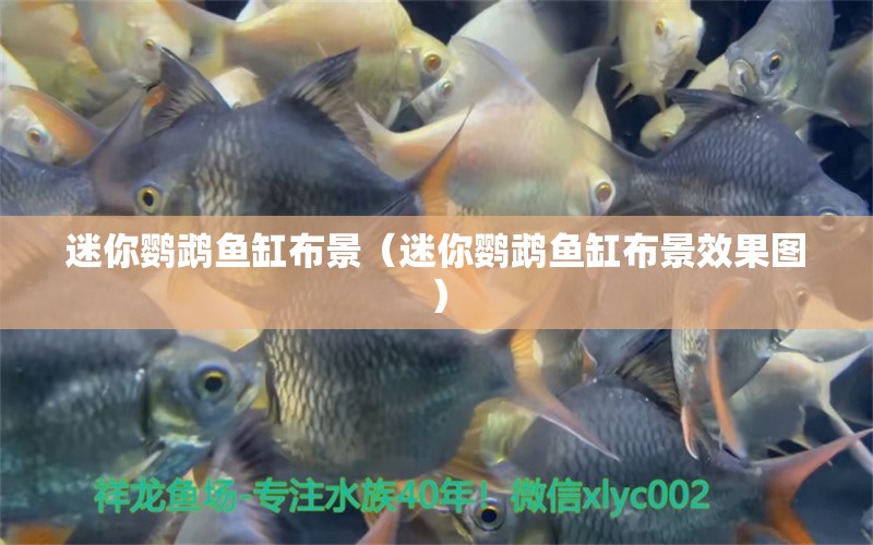 迷你鸚鵡魚缸布景（迷你鸚鵡魚缸布景效果圖） 魚缸凈水劑