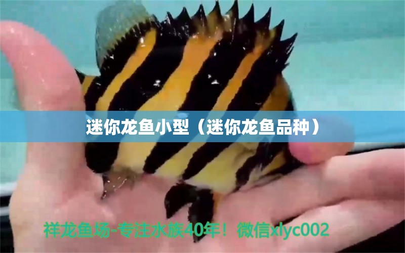 迷你龍魚小型（迷你龍魚品種）