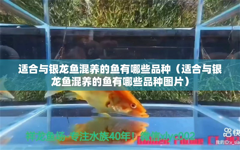 適合與銀龍魚混養(yǎng)的魚有哪些品種（適合與銀龍魚混養(yǎng)的魚有哪些品種圖片）