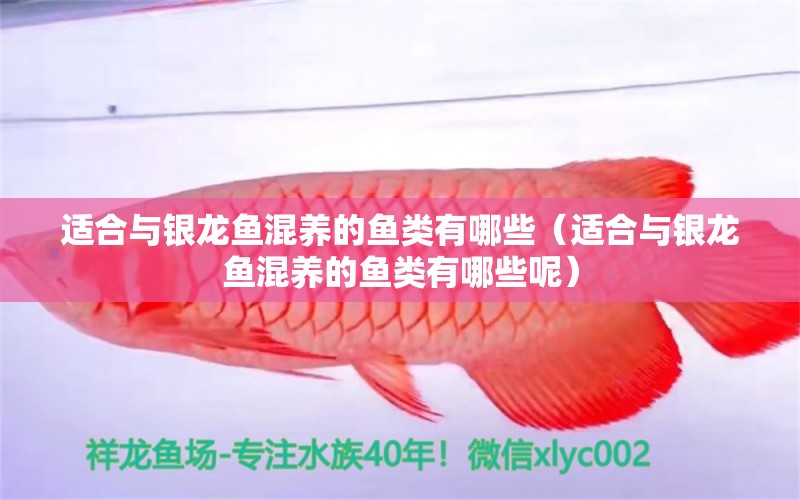 適合與銀龍魚混養(yǎng)的魚類有哪些（適合與銀龍魚混養(yǎng)的魚類有哪些呢） 銀龍魚