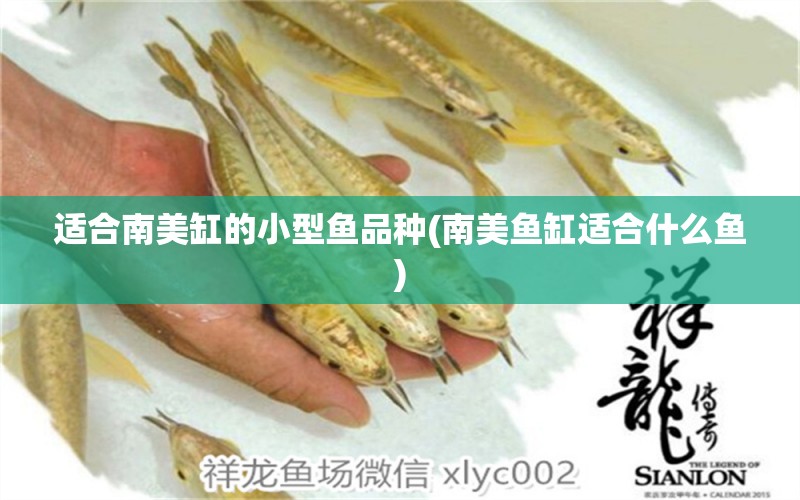 適合南美缸的小型魚品種(南美魚缸適合什么魚) 潛水泵