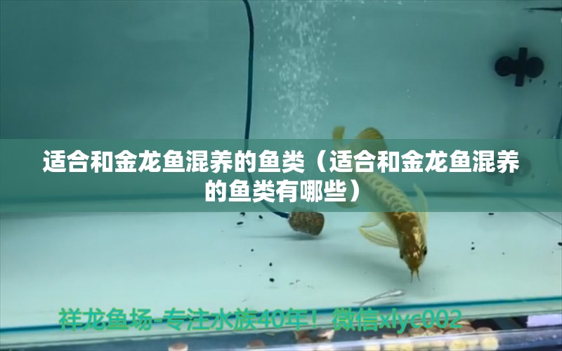 適合和金龍魚混養(yǎng)的魚類（適合和金龍魚混養(yǎng)的魚類有哪些） 廣州龍魚批發(fā)市場