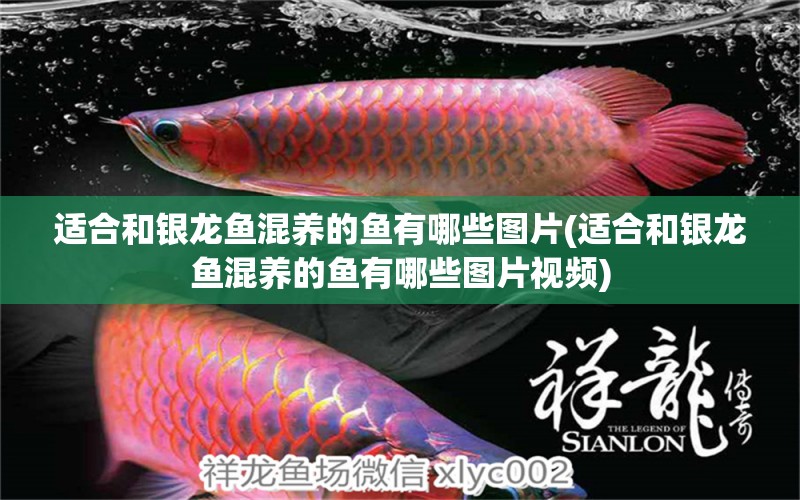 適合和銀龍魚混養(yǎng)的魚有哪些圖片(適合和銀龍魚混養(yǎng)的魚有哪些圖片視頻) 銀龍魚百科 第1張