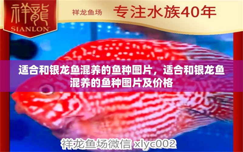 適合和銀龍魚混養(yǎng)的魚種圖片，適合和銀龍魚混養(yǎng)的魚種圖片及價(jià)格