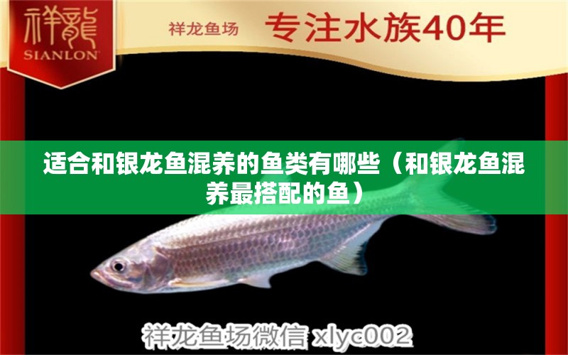 適合和銀龍魚混養(yǎng)的魚類有哪些（和銀龍魚混養(yǎng)最搭配的魚）