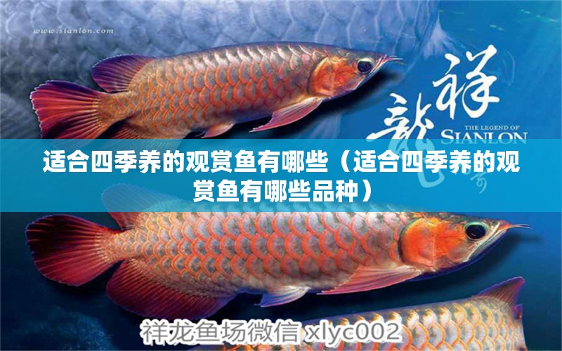 適合四季養(yǎng)的觀賞魚有哪些（適合四季養(yǎng)的觀賞魚有哪些品種） 金三間魚