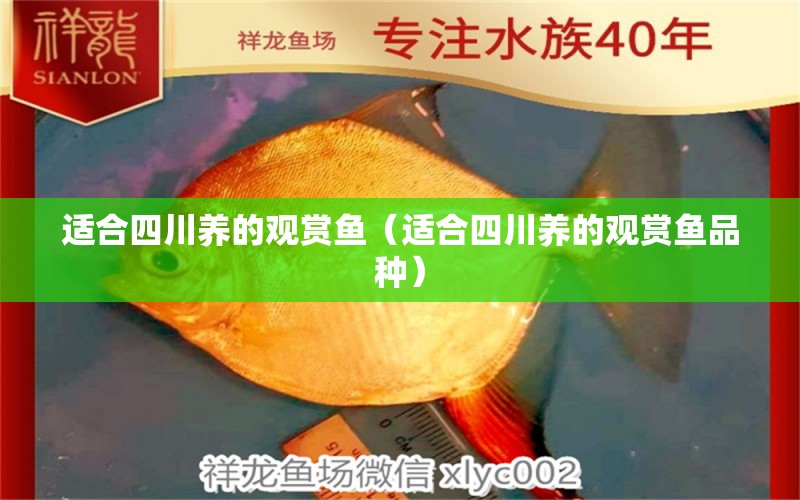 適合四川養(yǎng)的觀賞魚（適合四川養(yǎng)的觀賞魚品種）