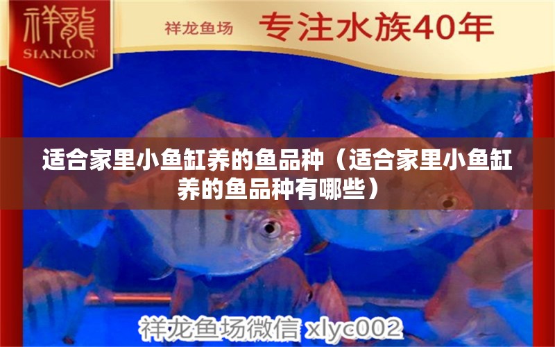 適合家里小魚缸養(yǎng)的魚品種（適合家里小魚缸養(yǎng)的魚品種有哪些） 福滿鉆魚