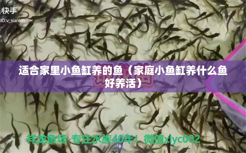 適合家里小魚缸養(yǎng)的魚（家庭小魚缸養(yǎng)什么魚好養(yǎng)活）