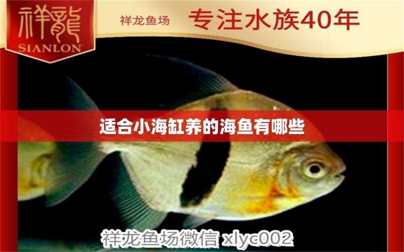 適合小海缸養(yǎng)的海魚有哪些 狗狗（犬） 第2張