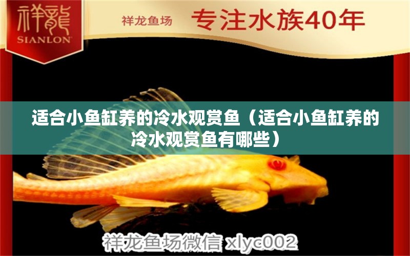 適合小魚缸養(yǎng)的冷水觀賞魚（適合小魚缸養(yǎng)的冷水觀賞魚有哪些）