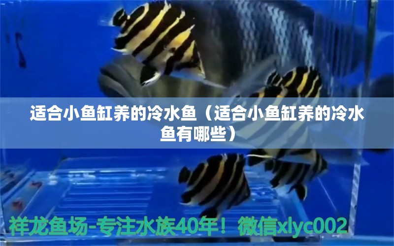 適合小魚(yú)缸養(yǎng)的冷水魚(yú)（適合小魚(yú)缸養(yǎng)的冷水魚(yú)有哪些） 其他品牌魚(yú)缸