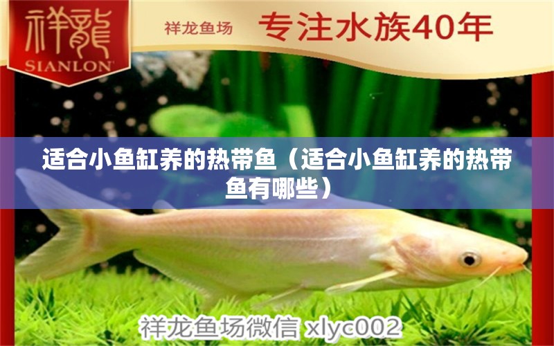 適合小魚缸養(yǎng)的熱帶魚（適合小魚缸養(yǎng)的熱帶魚有哪些） 魚缸/水族箱